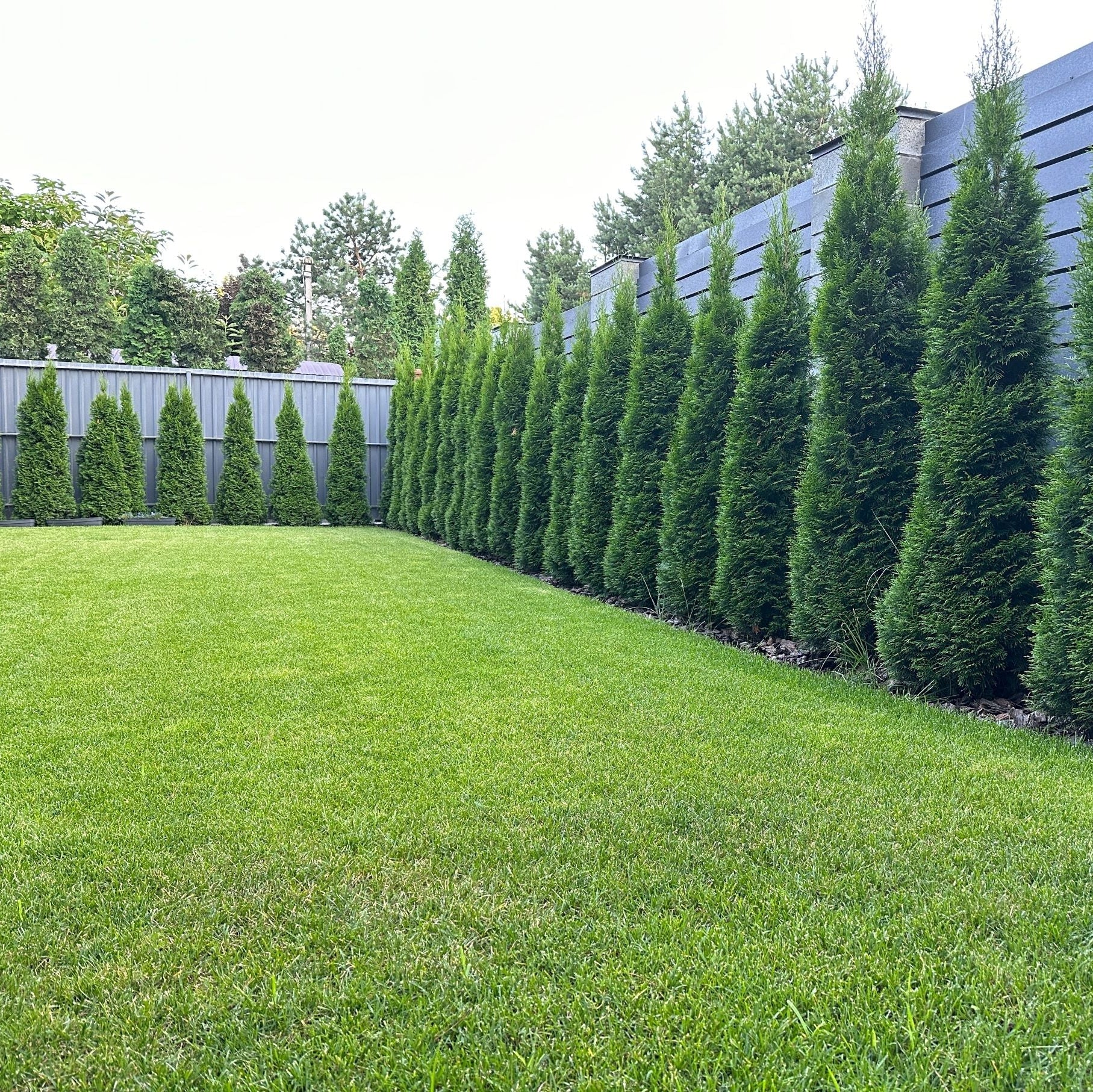 juniper tree is row for privacy