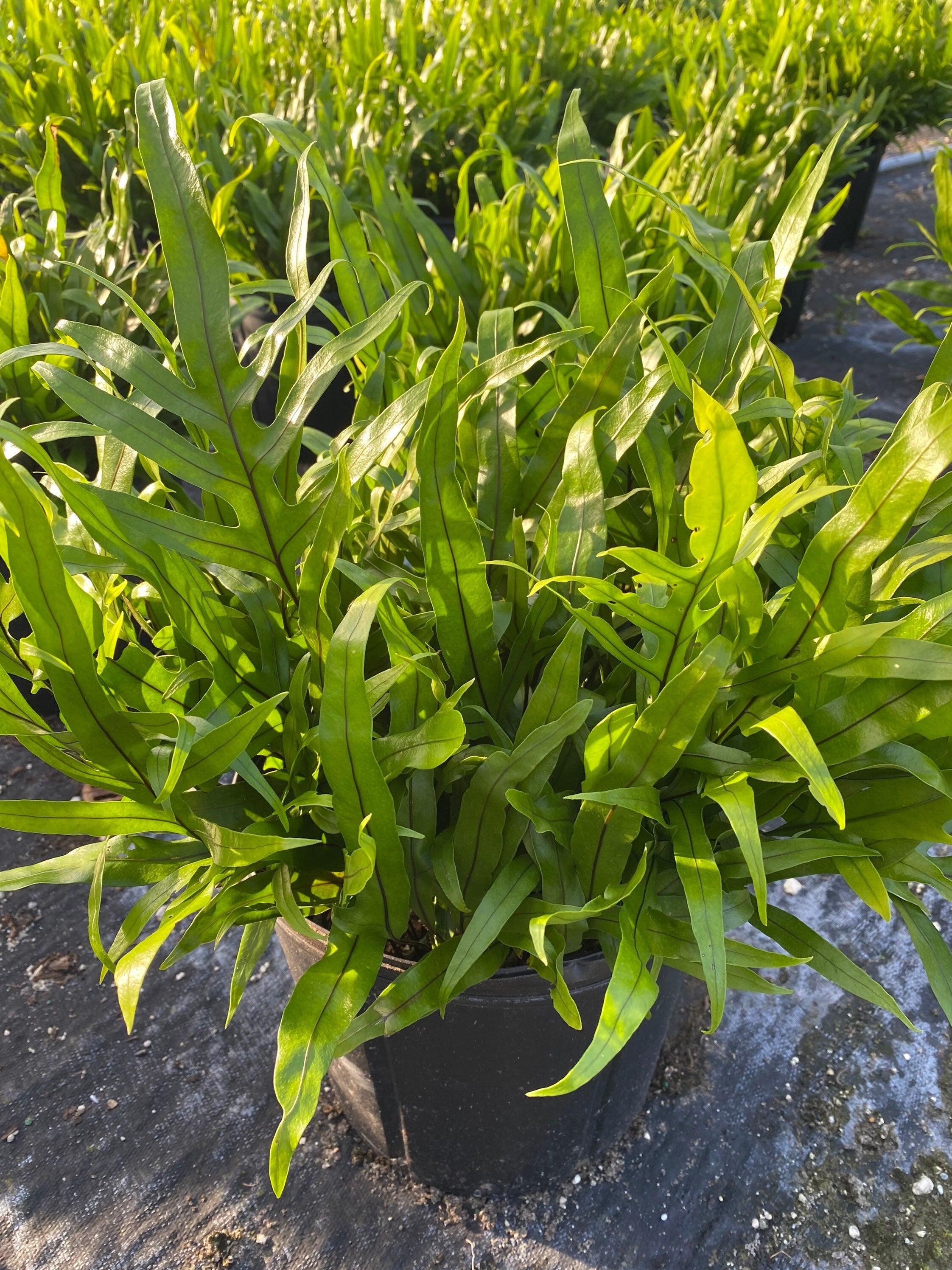 multiple Kangaroo Fern, Wart Fern