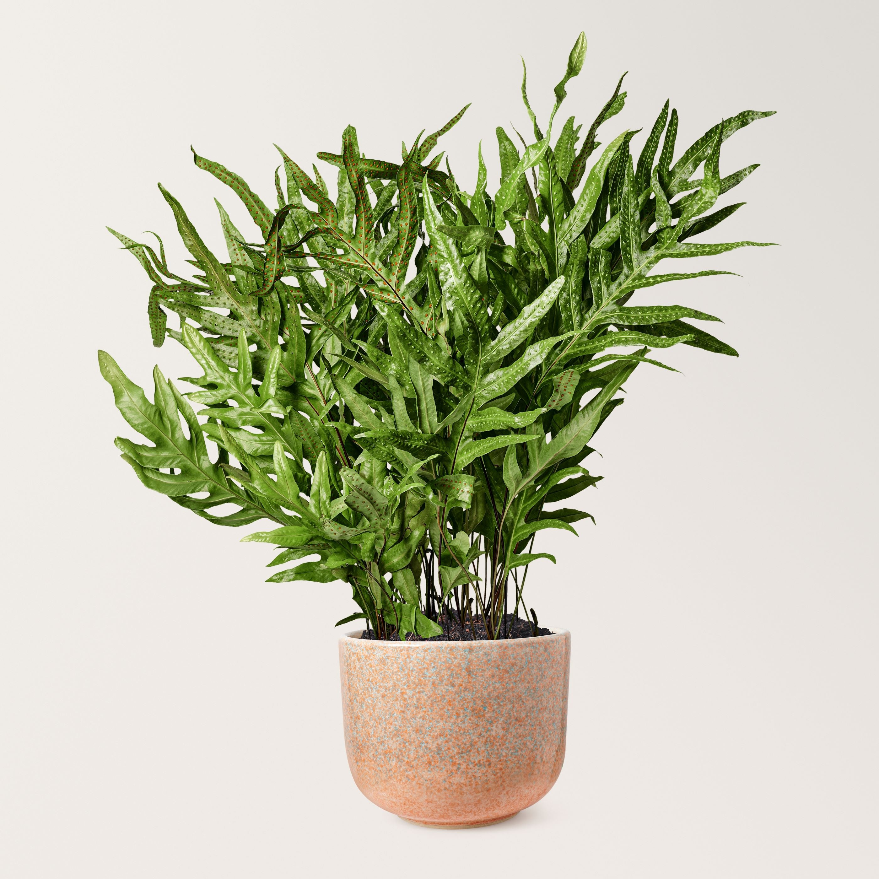 Kangaroo Fern, Wart Fern in a pot