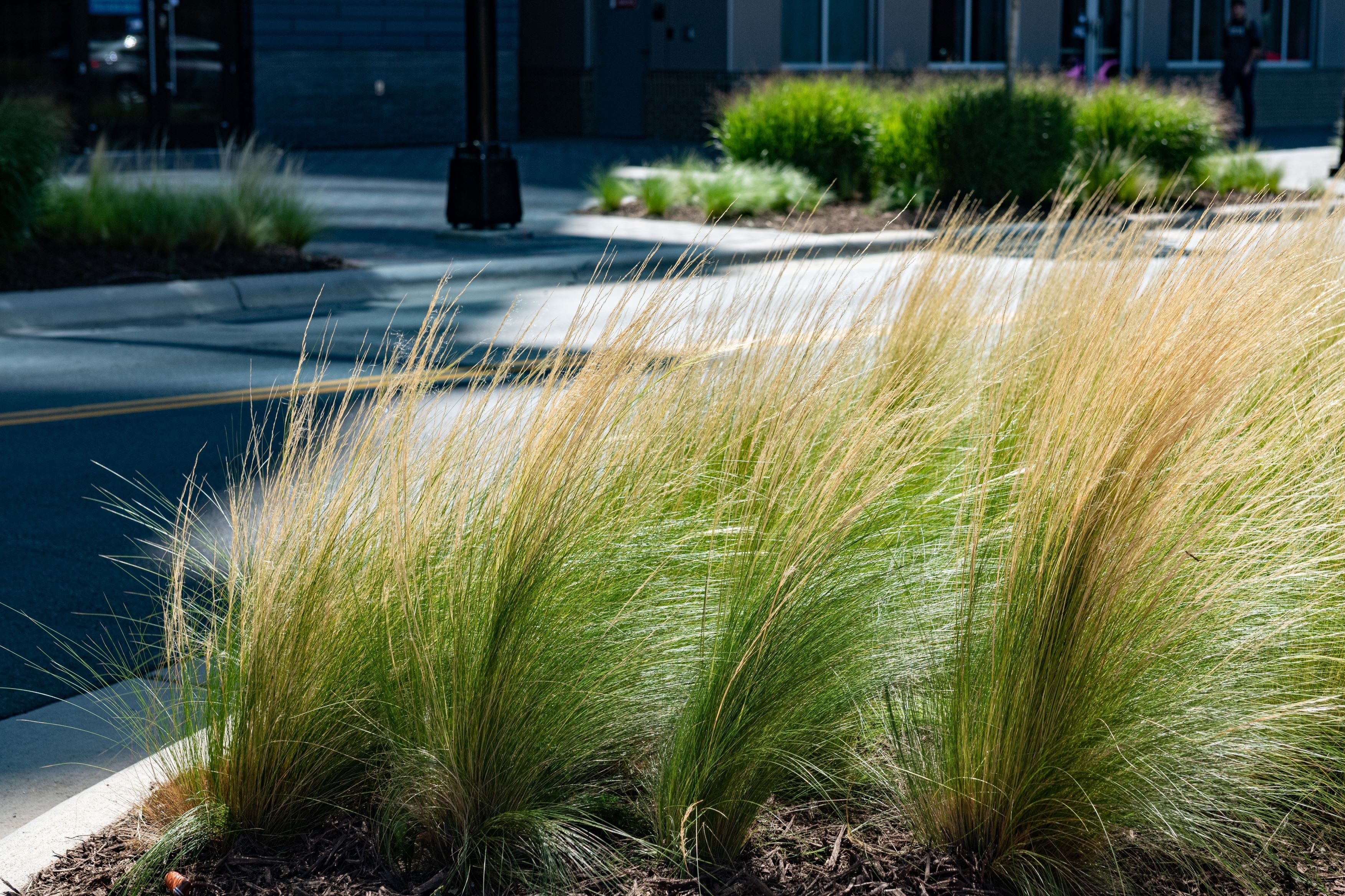 close view of Feather Reed Grass, Karl Foerster
