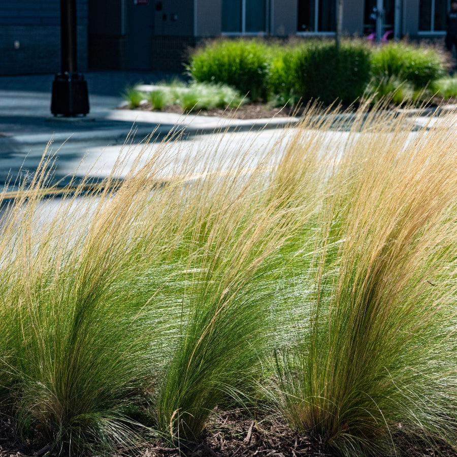 close view of Feather Reed Grass, Karl Foerster