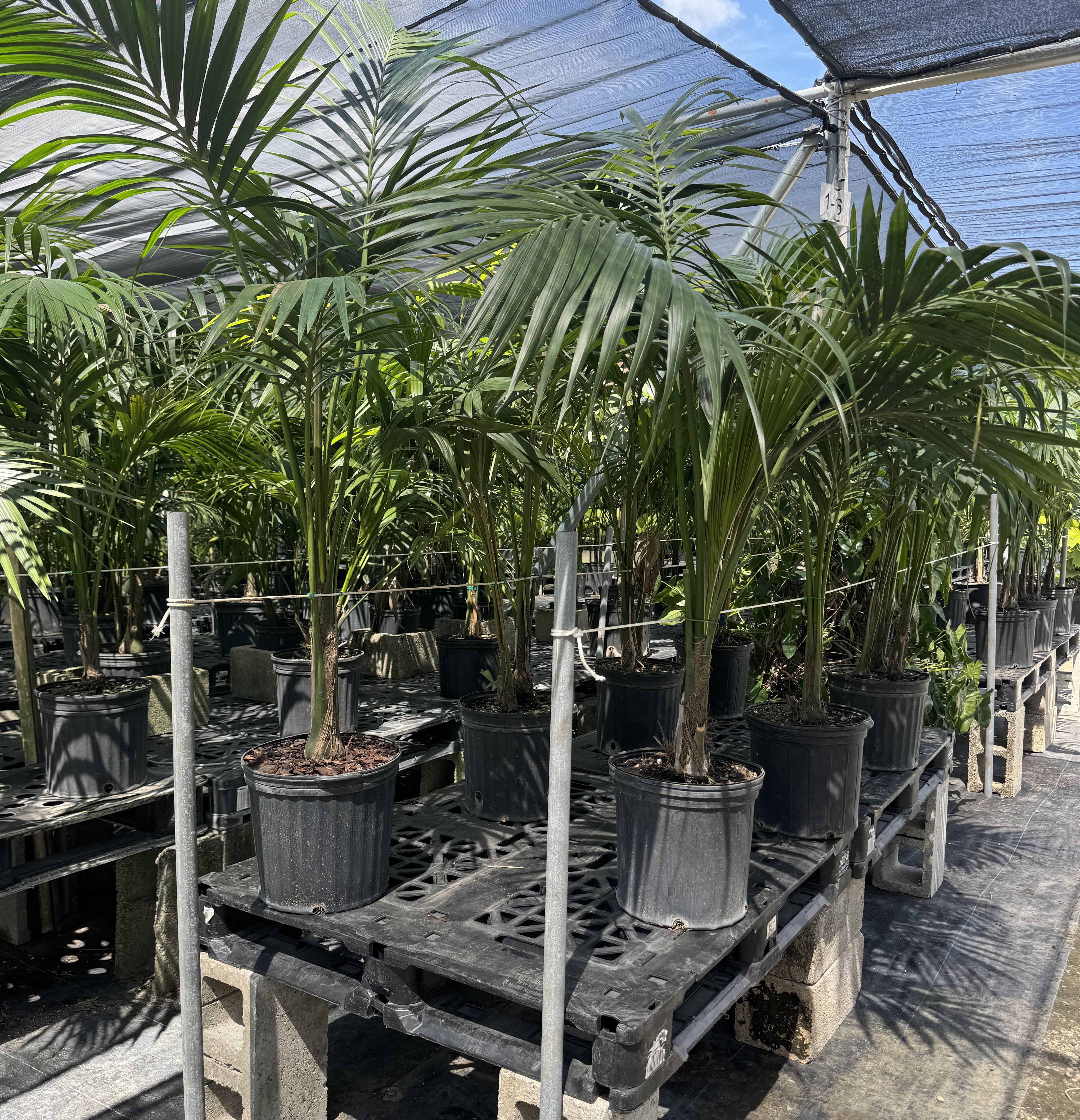 Kentia Palm Single Stem, Howea Forsteriana
