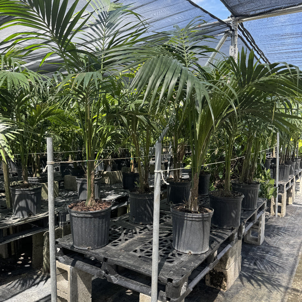 Kentia Palm Single Stem, Howea Forsteriana in 5 gallon black grower pots elevated on slatted benches within a sunlit shade house nursery setting, featuring their characteristic elegant, upright habit and lush, dark green feathery fronds, ideal for adding a sophisticated and relaxing tropical accent to your home interior or shaded patio.