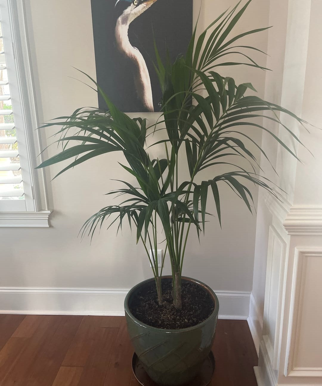 Kentia Palm Double, Howea Forsteriana