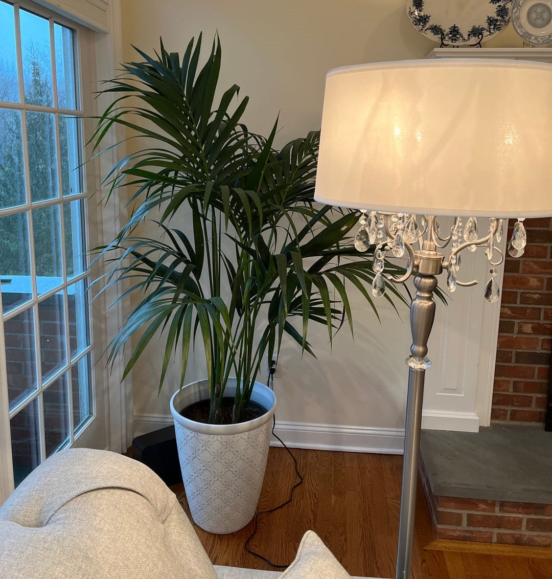 Kentia Palm Double, Howea Forsteriana