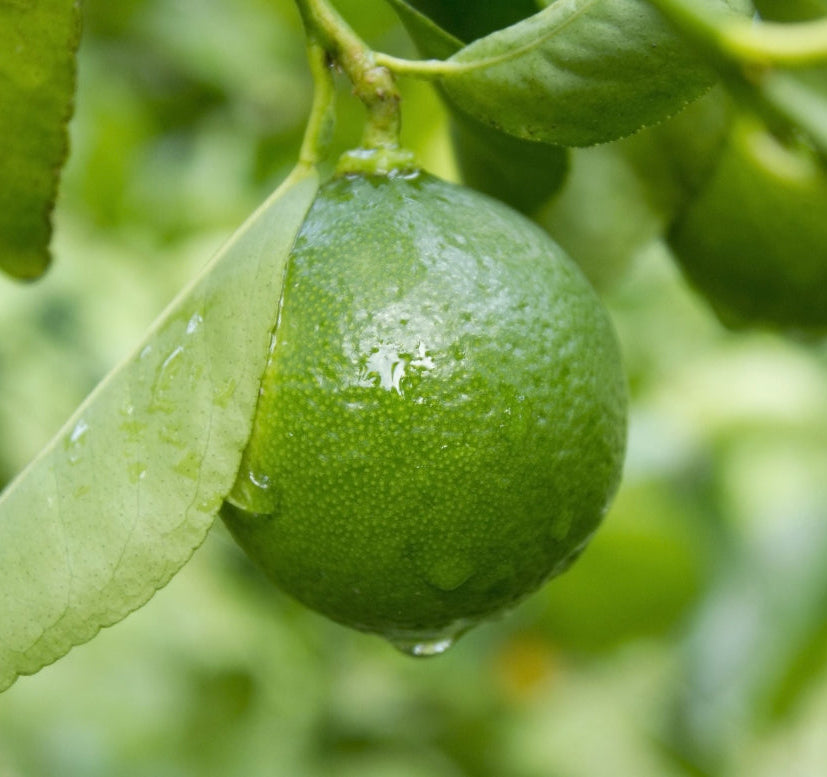 Key Lime Citrus Tree, Citrus Aurantiifolia fruit in tree