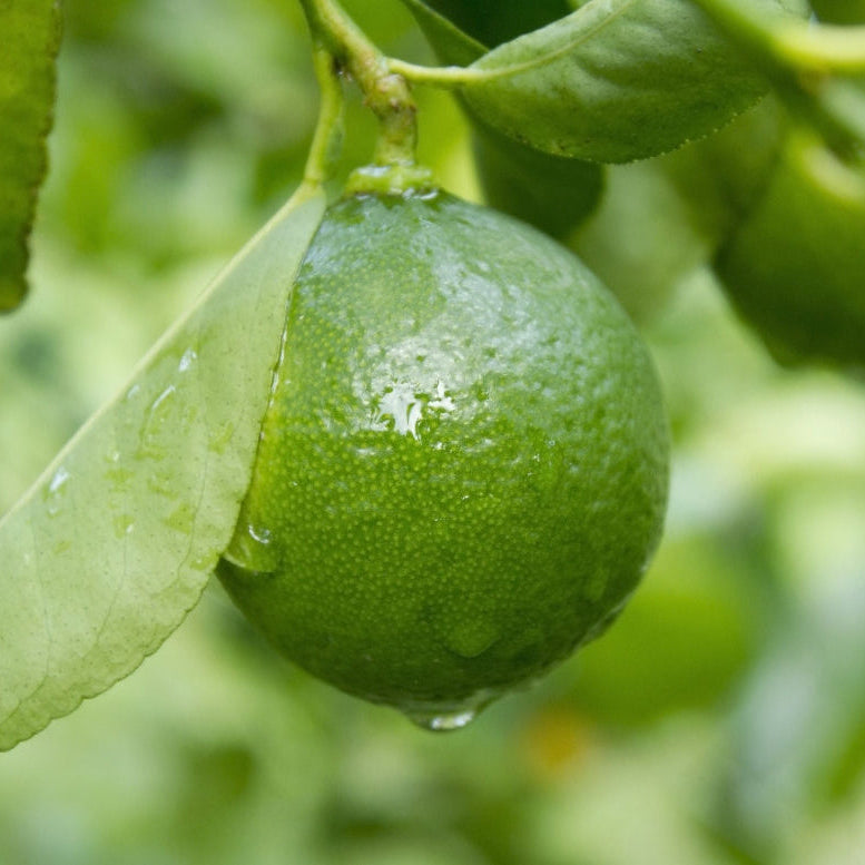 Key Lime Citrus Tree, Citrus Aurantiifolia fruit in tree