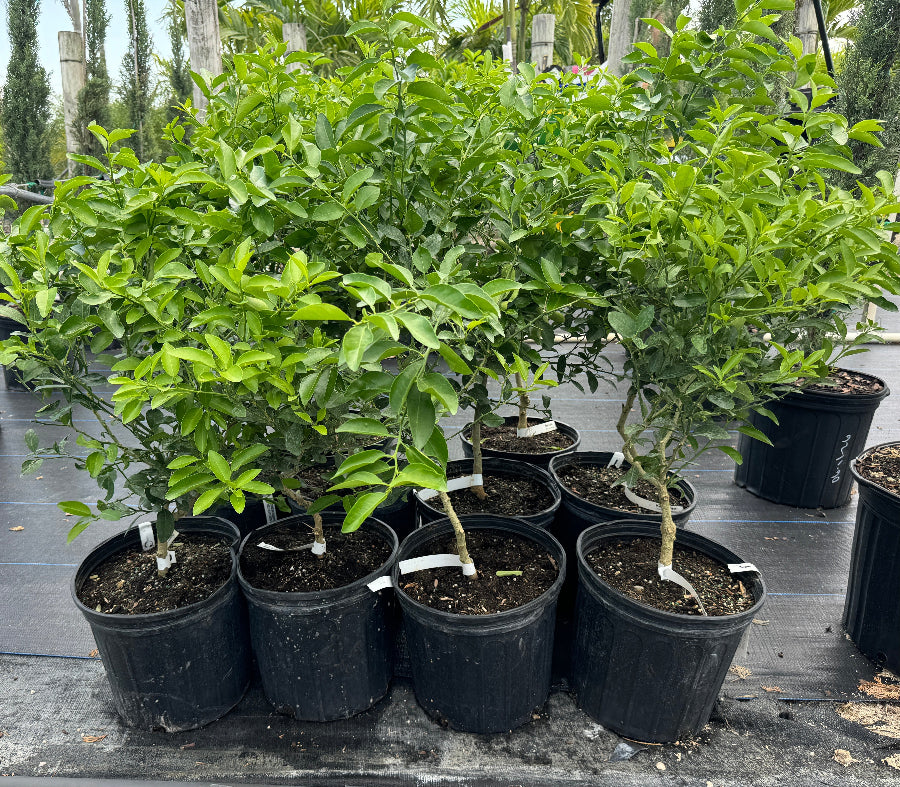 Key Lime Citrus Tree, Citrus Aurantiifolia potted in rows nursery setting