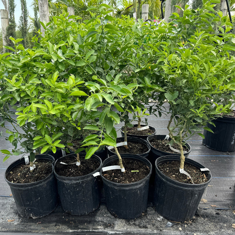 Key Lime Citrus Tree, Citrus Aurantiifolia potted in rows nursery setting