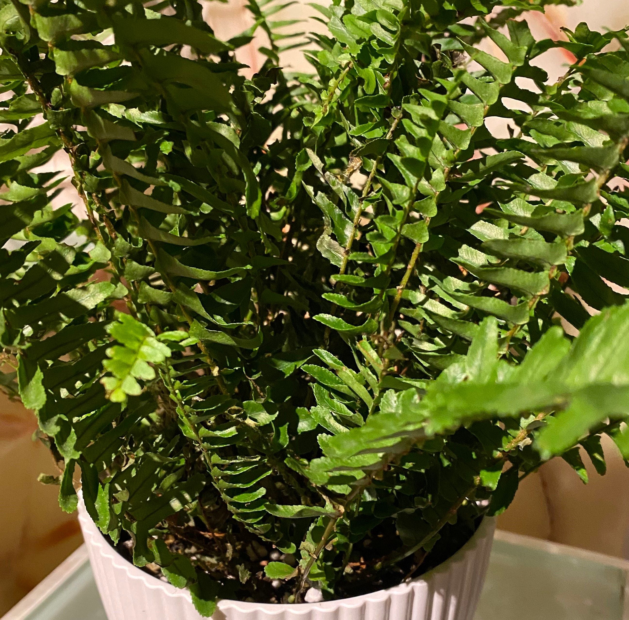 close view of Kimberly Queen Fern