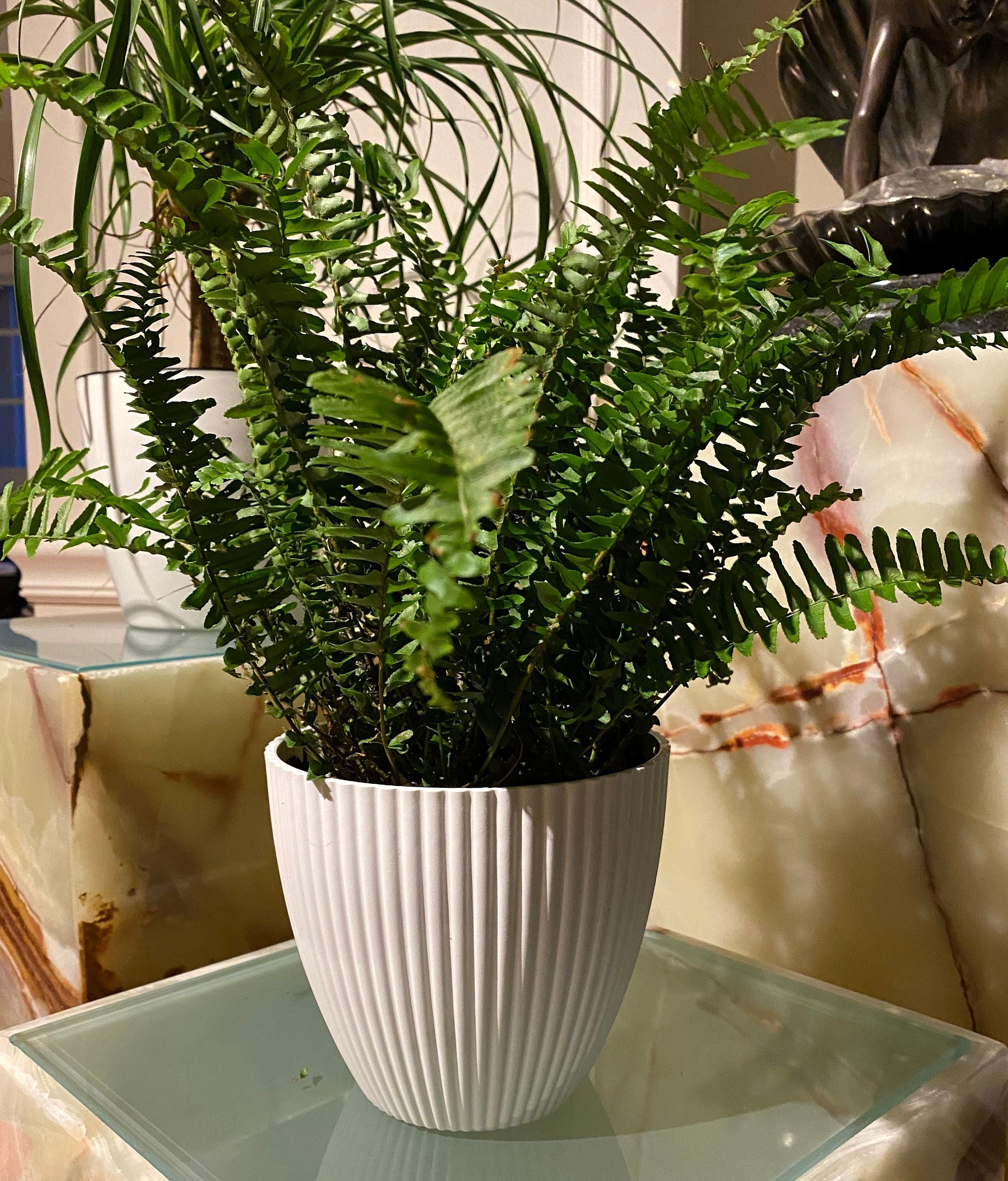 Kimberly Queen Fern in a white pot on a table