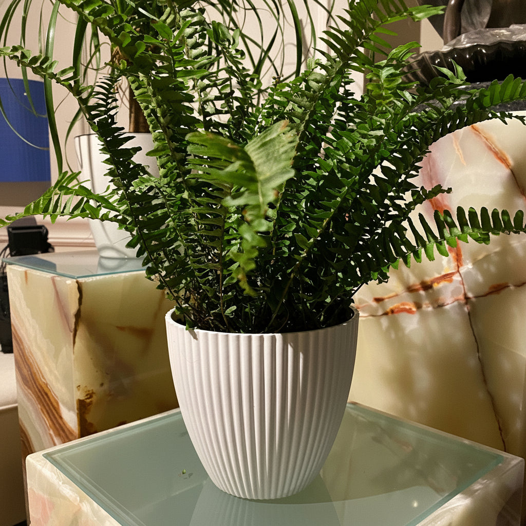 Kimberly Queen Fern in a white pot on a table
