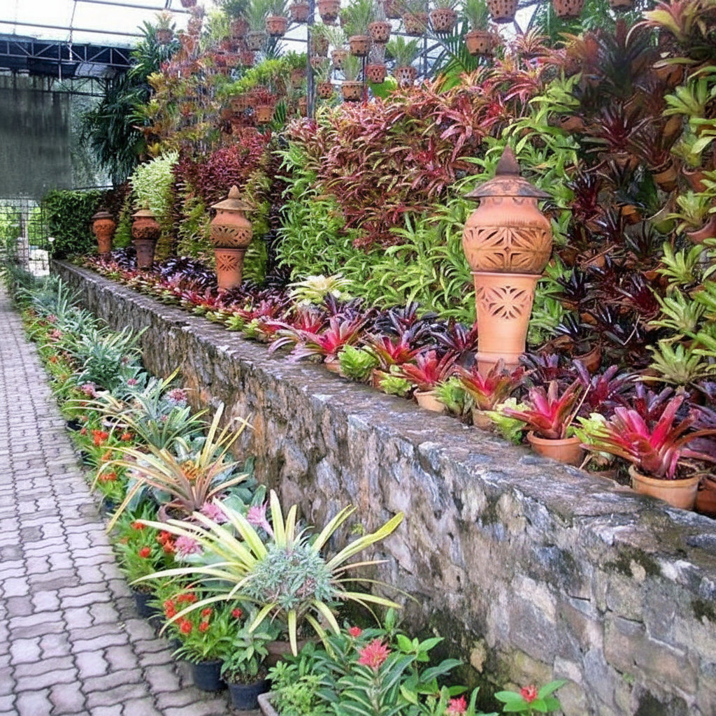 Bromeliad, Neoregelia Super Fireball decorating landscape