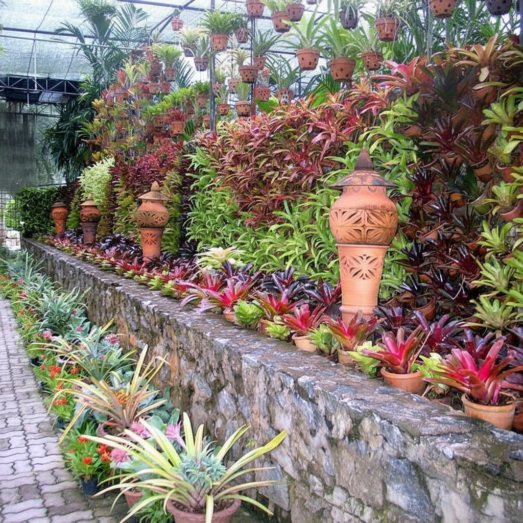Bromeliad, Neoregelia Super Fireball in pots decorating garden