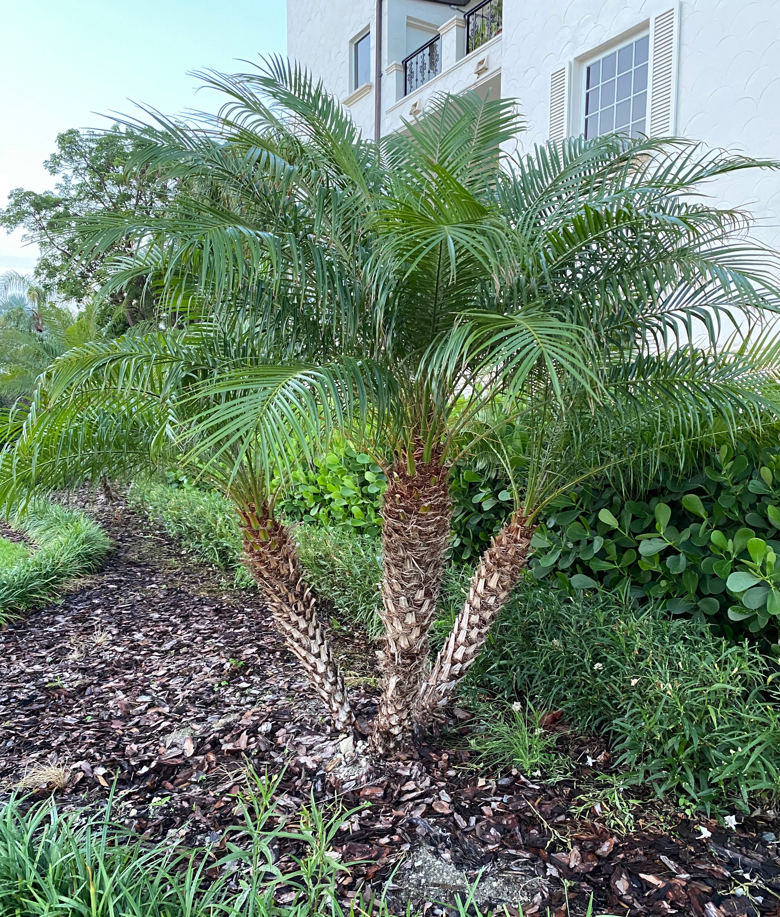 Large three-trunk Pygmy Date Palm with long arching feathery green fronds growing from textured brown trunks in a tropical outdoor setting