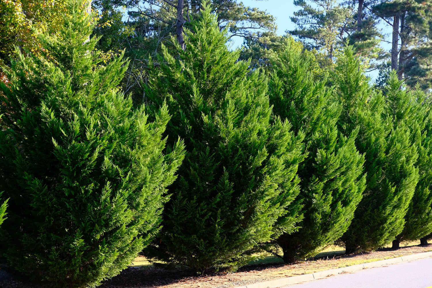 Murray Leyland Cypress, Cupressocyparis Leylandii full grown view