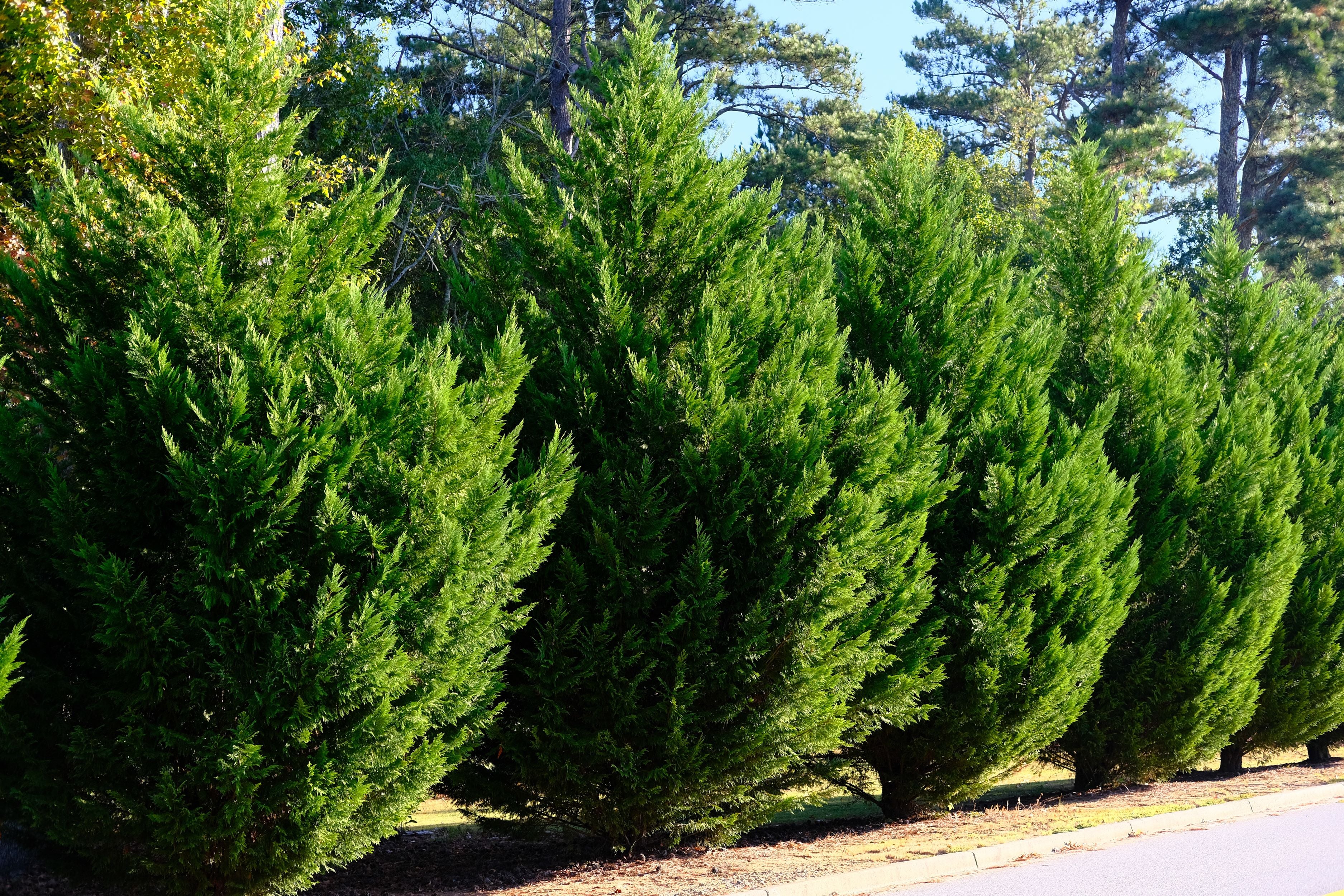 Murray Leyland Cypress, Cupressocyparis Leylandii full grown view