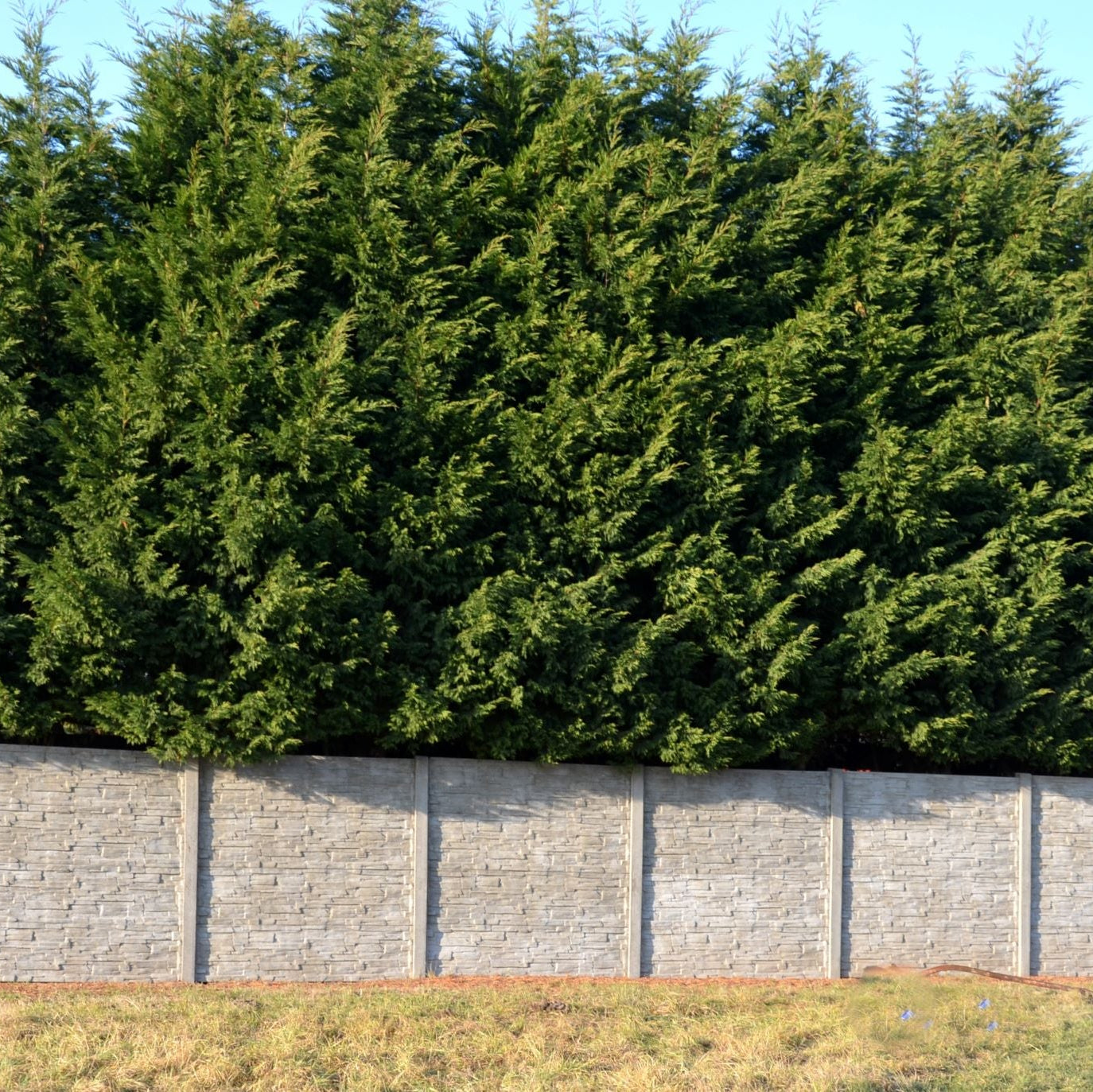 Leyland Cypress Fastest Growing Tree