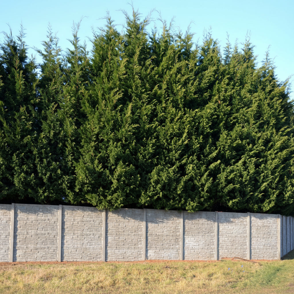 Murray Leyland Cypress, Cupressocyparis Leylandii view over wall