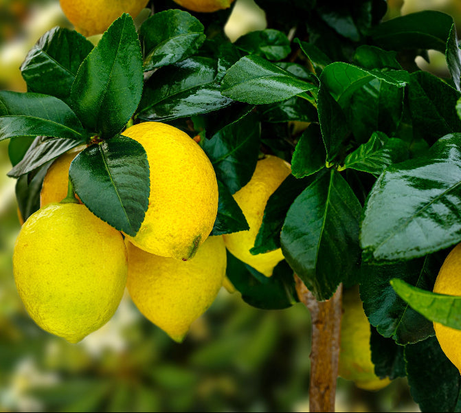 Meyer Lemon Citrus limon fruit in tree