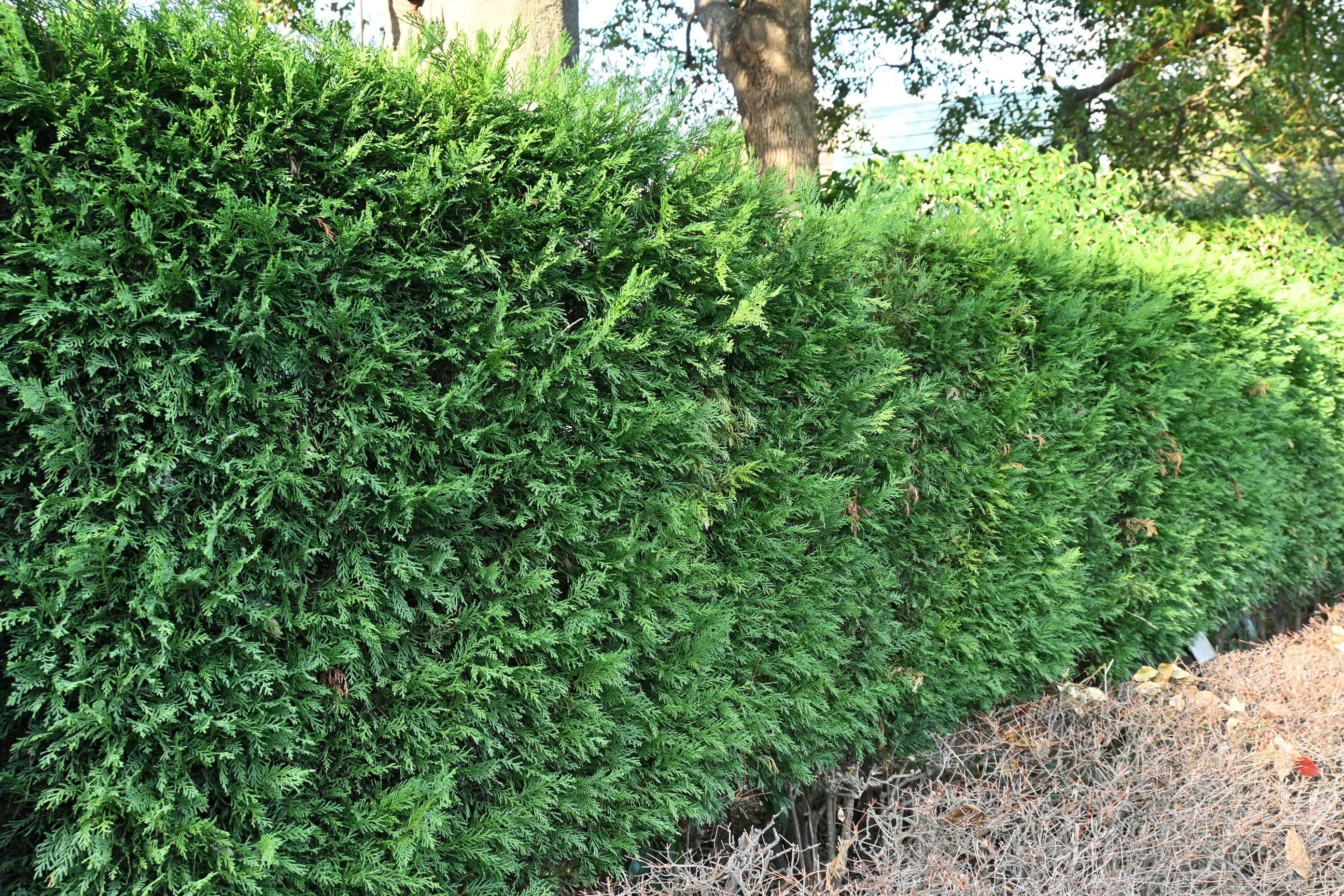 Murray Leyland Cypress, Cupressocyparis Leylandii