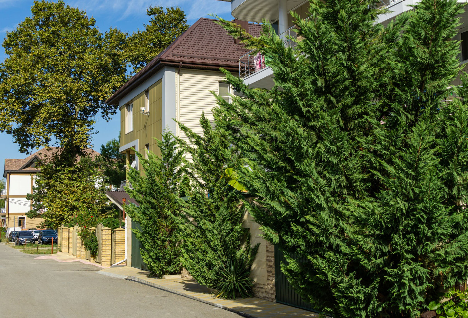 Murray Leyland Cypress, Cupressocyparis Leylandii