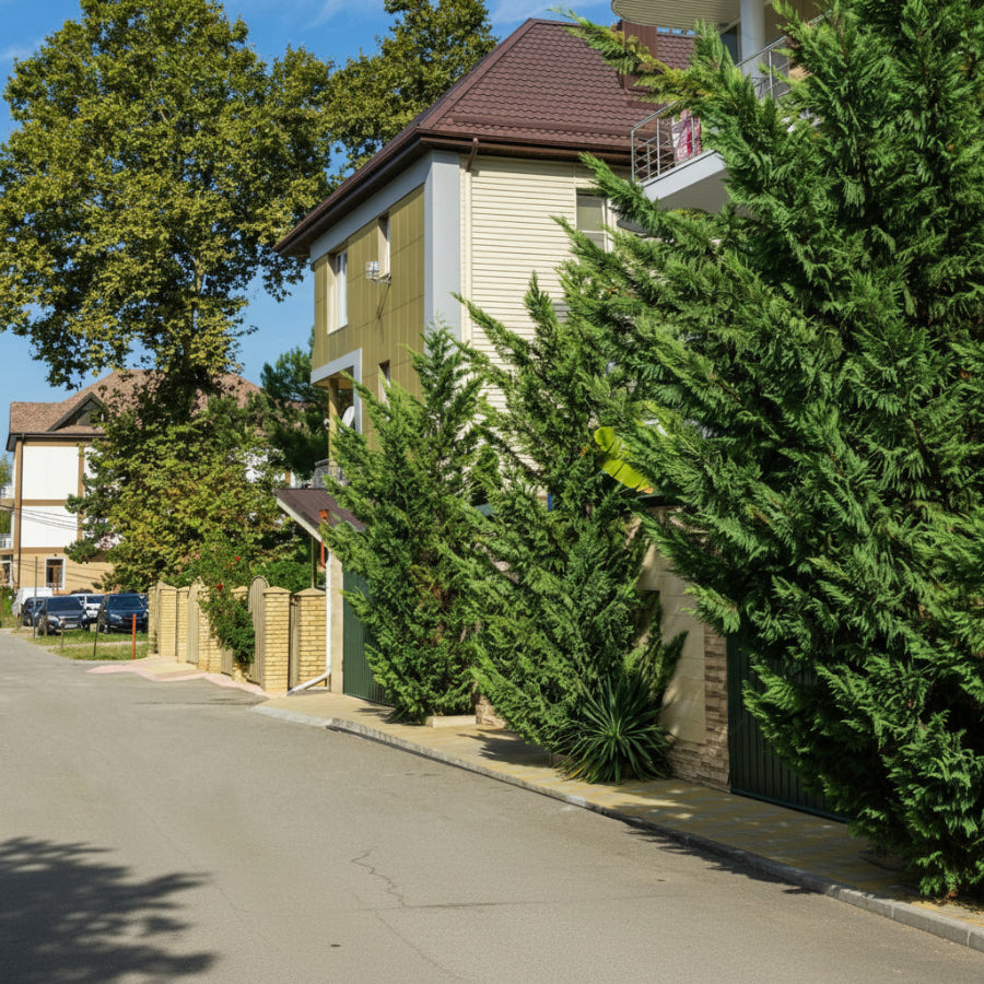 A large, mature Murray Leyland Cypress tree featuring dense, feathery green foliage, growing tall as a natural privacy