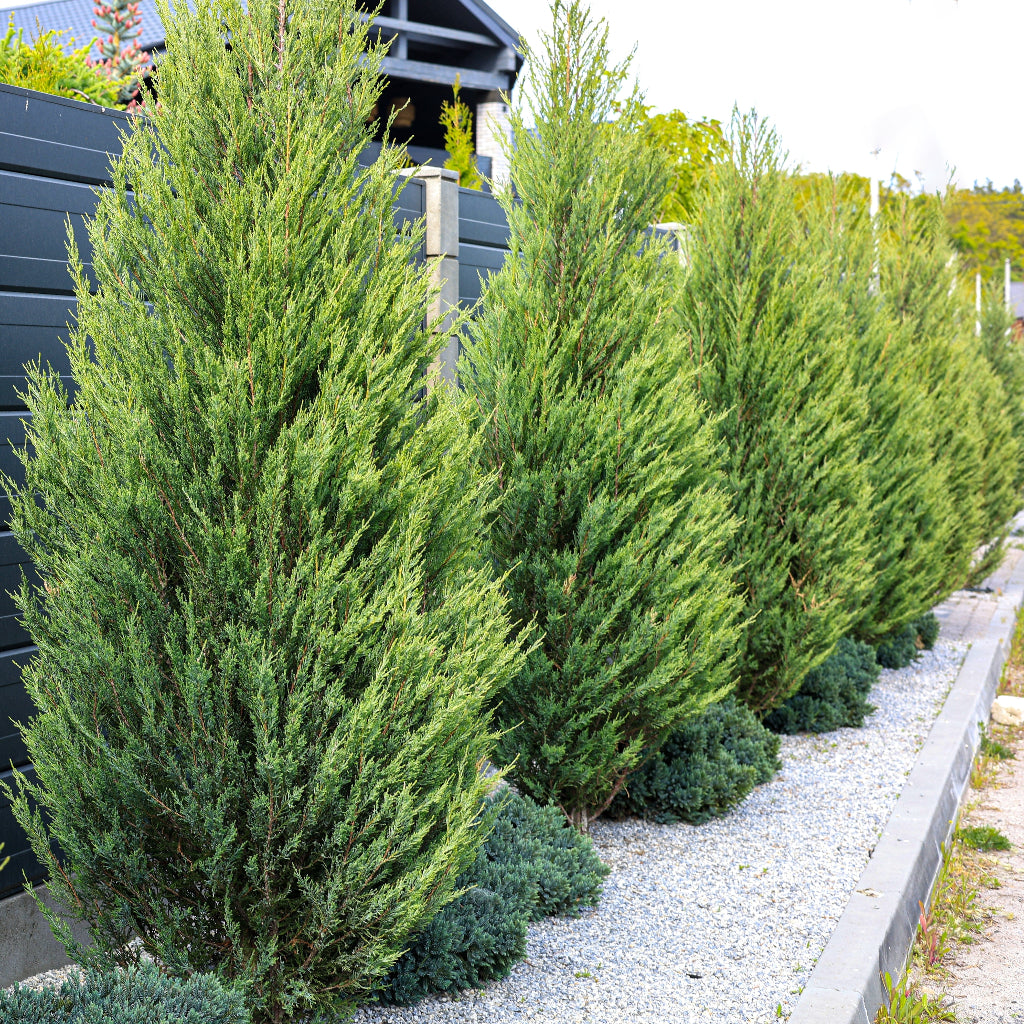 Hetzii Green Columnar Juniper planted in the ground in a row