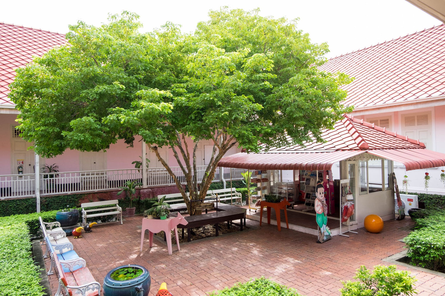 Lignum Vitae Guaiacum Officinale Flowering Tree of Life
