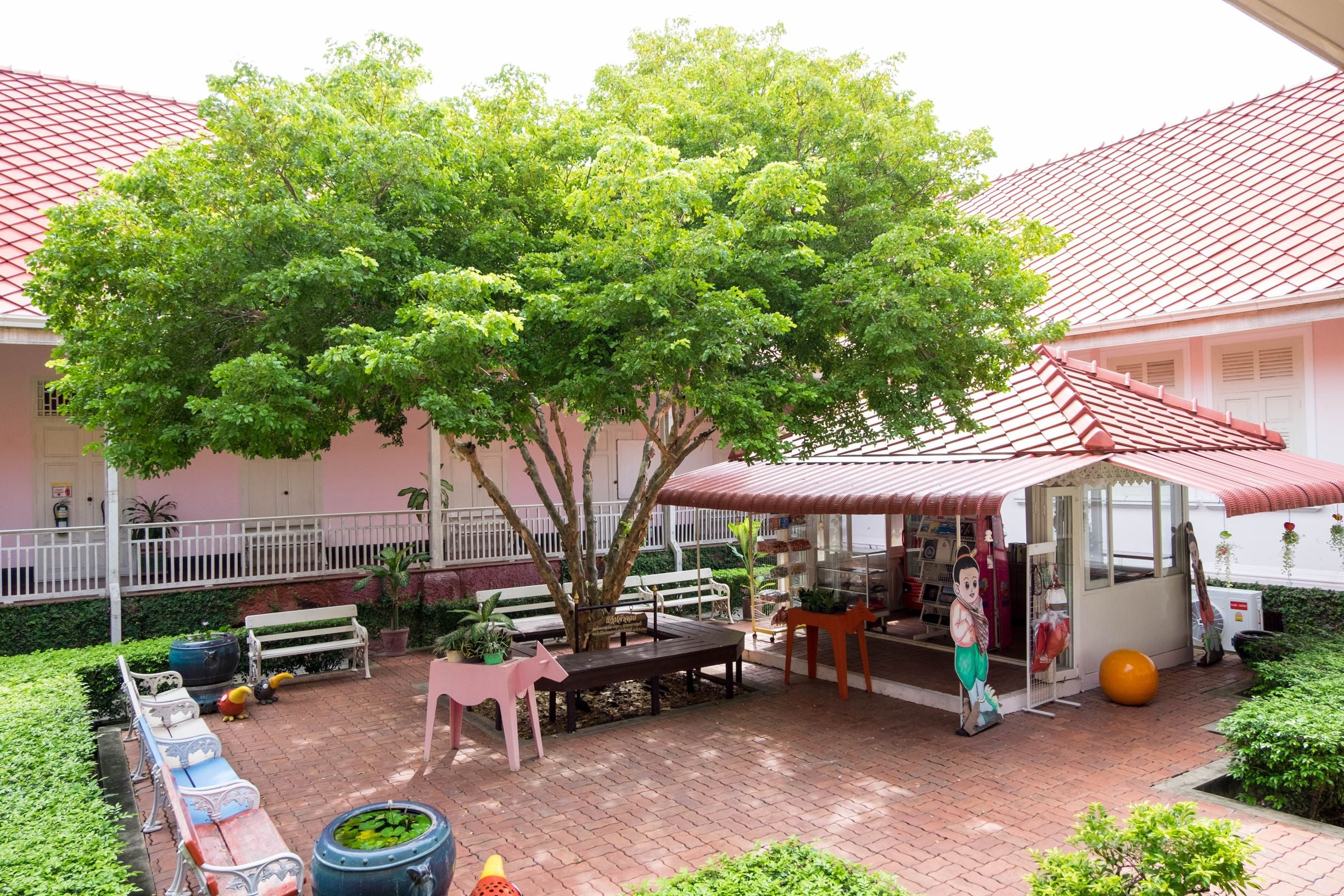 Lignum Vitae Guaiacum Officinale Flowering Tree of Life