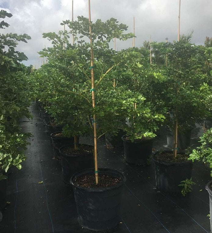 Lignum Vitae Guaiacum Officinale Flowering Tree of Life