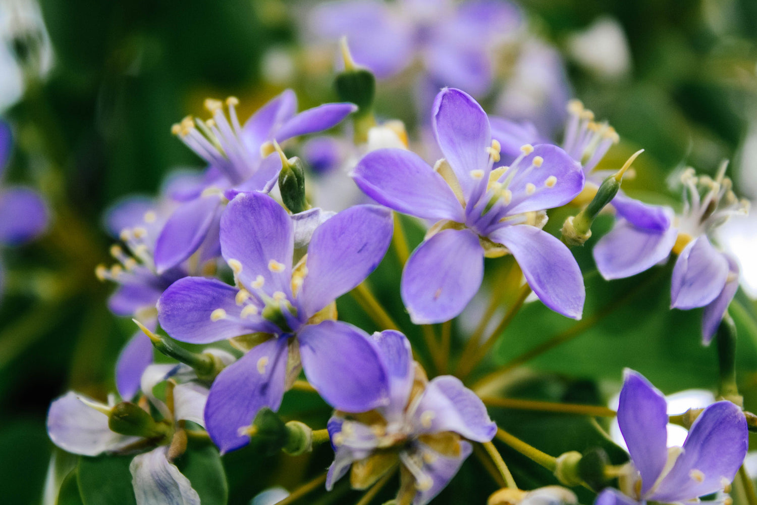 Lignum Vitae Sanctum Native Flowering Tree of Life