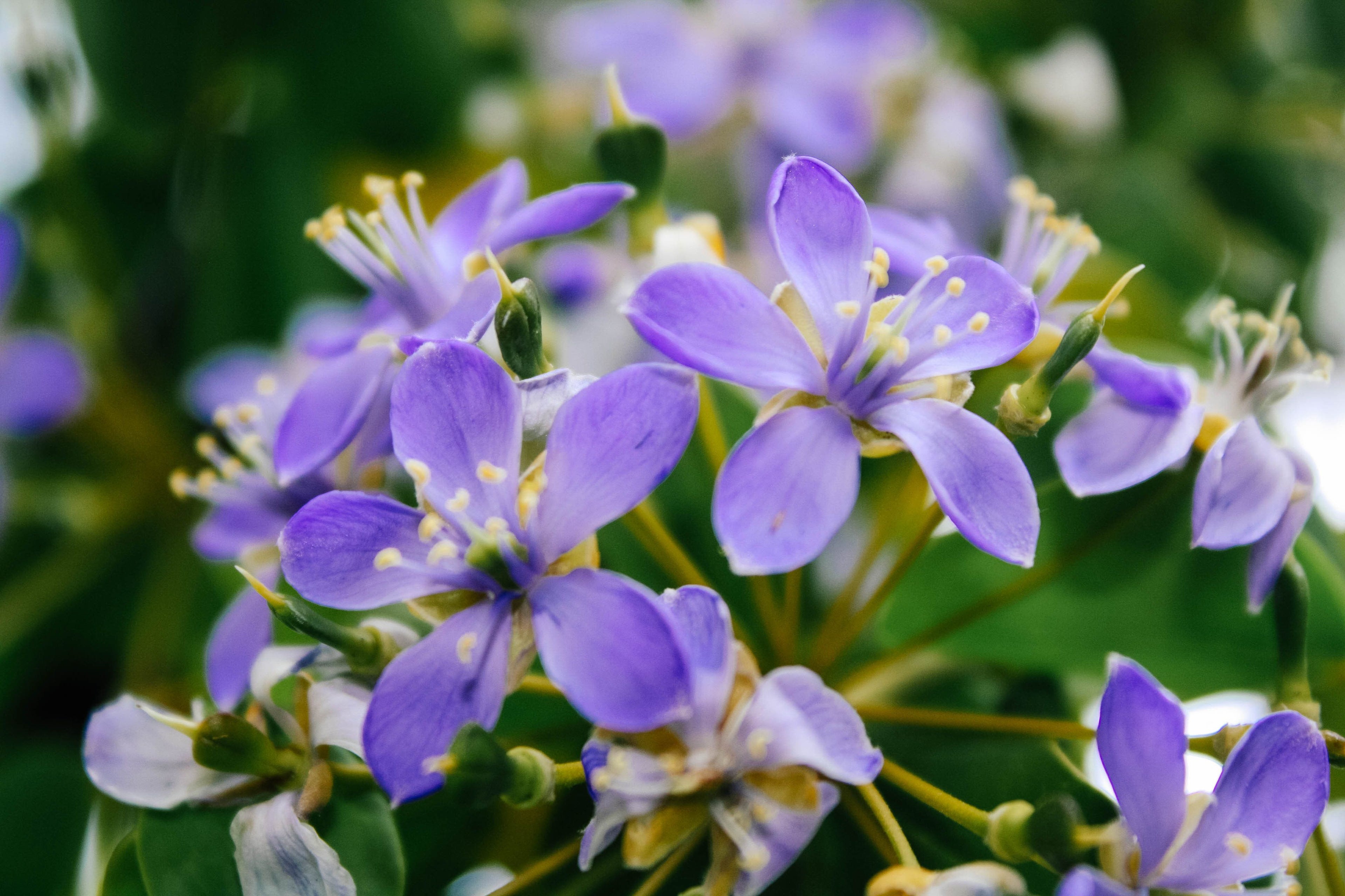 Lignum Vitae Sanctum Native Flowering Tree of Life