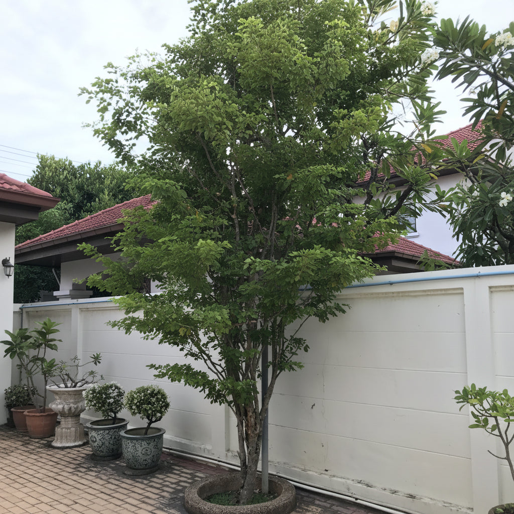 Lignum Vitae Guaiacum Officinale Flowering Tree of Life planted in ground
