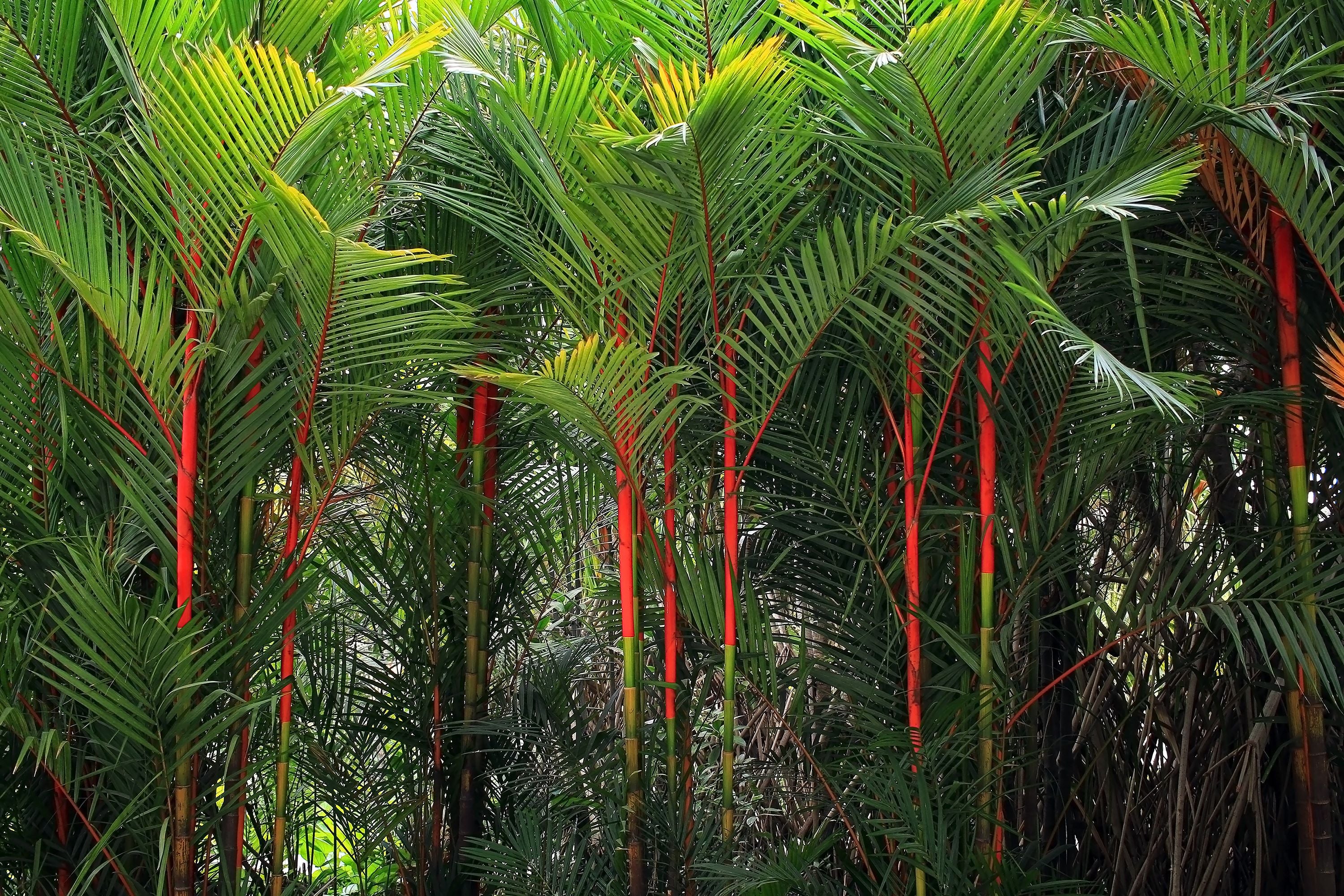 Lipstick Palm Red Sealing Wax Palm, Exotic and Rare