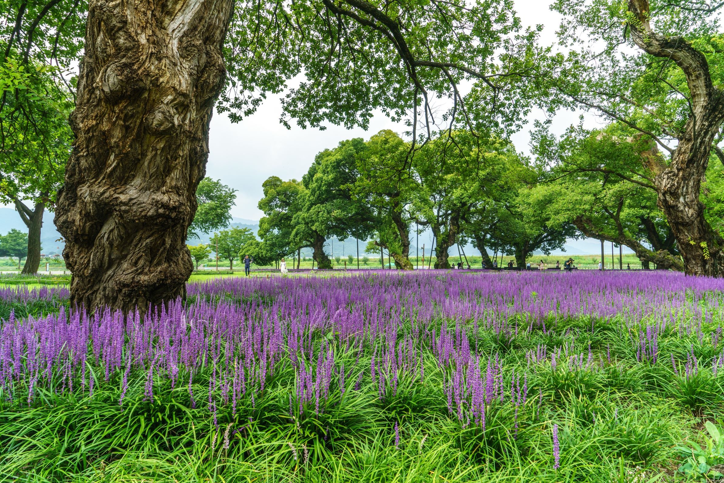 Liriope Muscari Super Blue Lilyturf, Monkey Grass