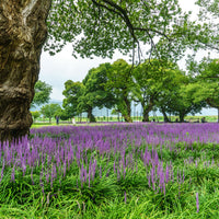 Liriope Muscari Big Blue, Lilyturf