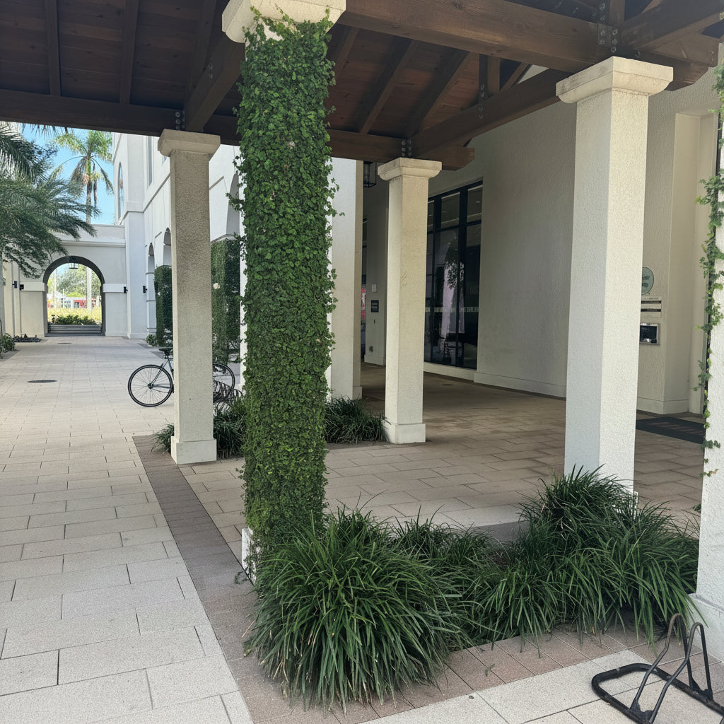 Liriope super blue An outdoor architectural walkway with white columns, a covered wooden roof, paved stone flooring, and green ground cover and tall ivy-covered posts.