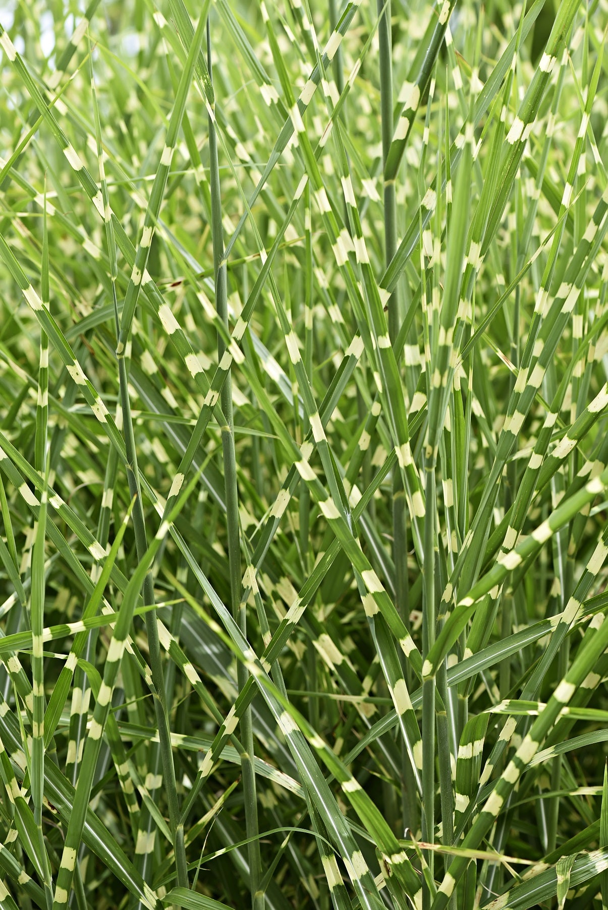 Little Zebra Miscanthus Compact Grass