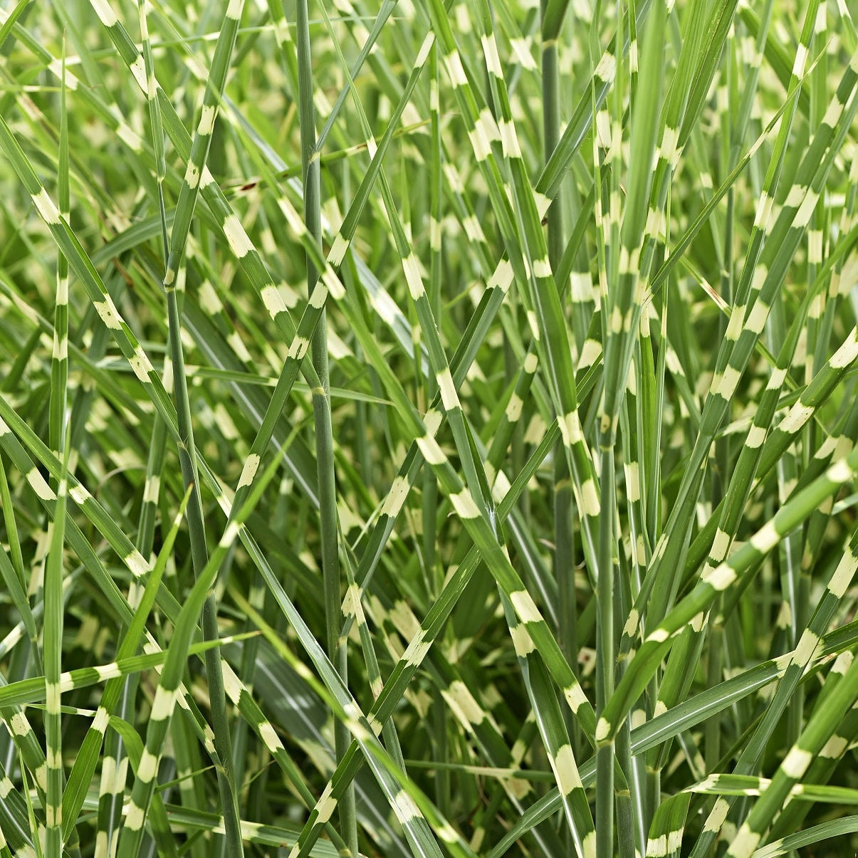 Little zebra Tall green grass swaying in the wind