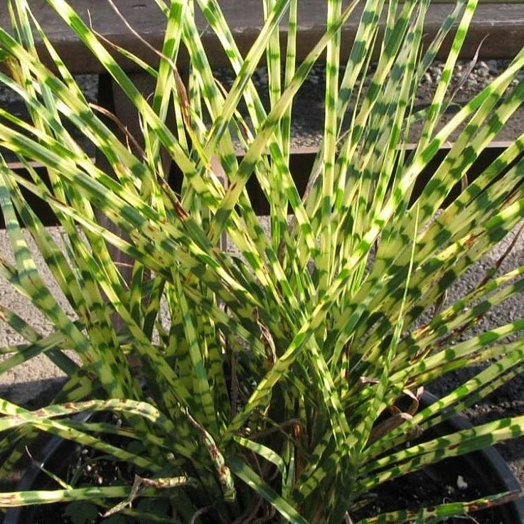 Little zebra Tall green grass swaying in the wind with a blurred