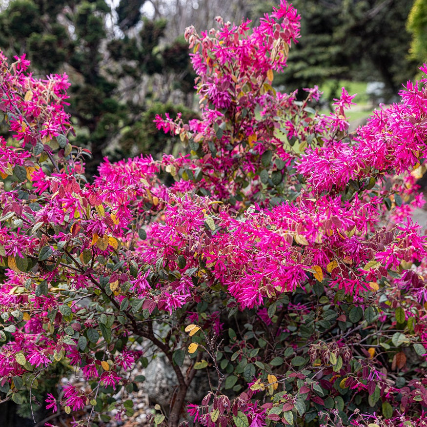 leaves of Loropetalum Plum Delight Chinense