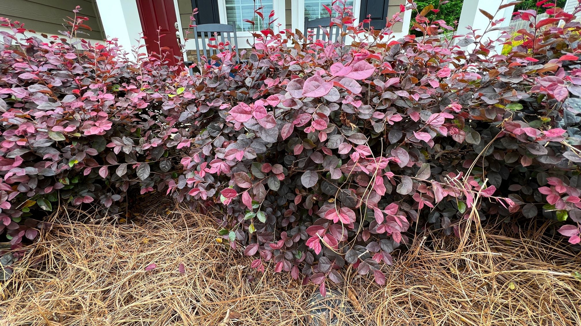 front view of leaves of Loropetalum Compacta Ruby Chinense
