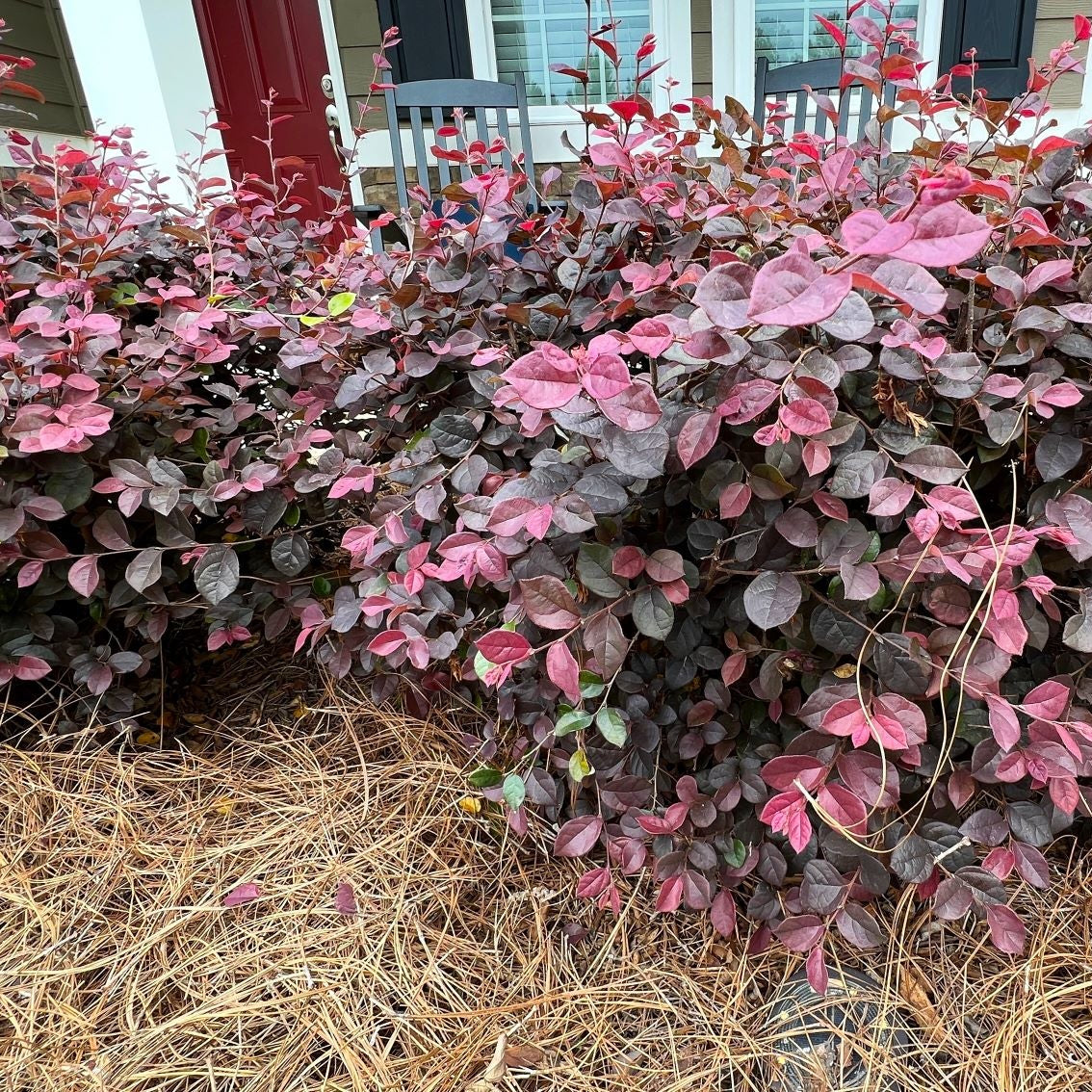 front view of leaves of Loropetalum Compacta Ruby Chinense