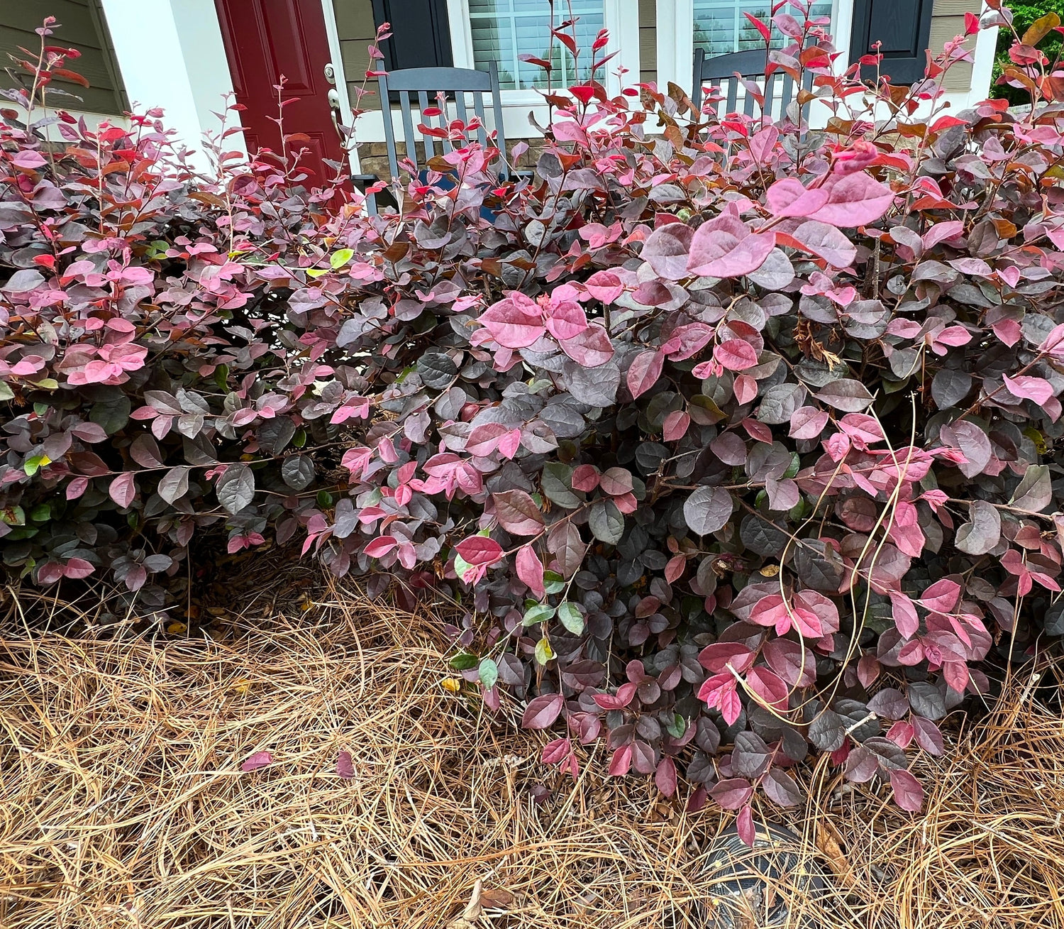outside view of Loropetalum Compacta Ruby Chinense