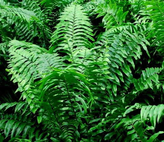 leaves of Kangaroo Fern, Wart Fern