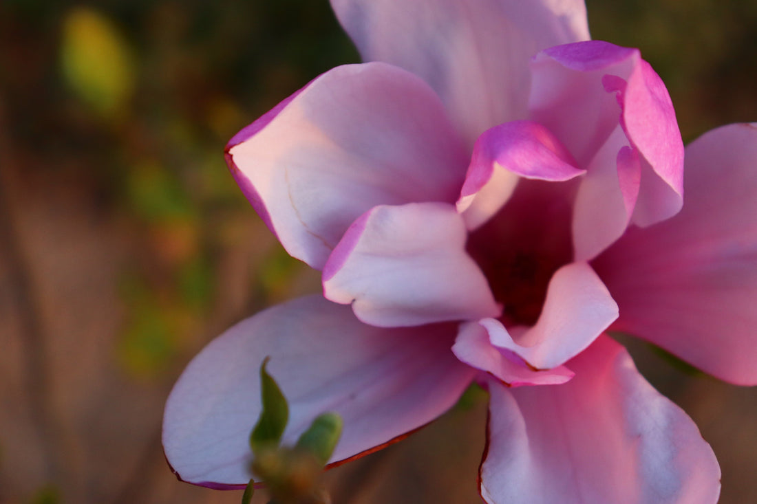 A close-up view of a beautiful Magnolia blossom featuring soft pink, purple, and white petals in full bloom