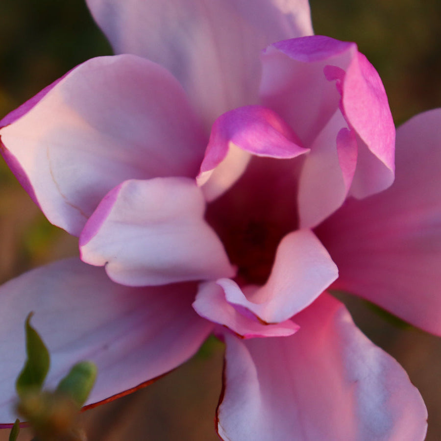 A close-up view of a beautiful Magnolia blossom featuring soft pink, purple, and white petals in full bloom