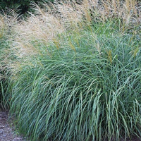 Maiden Grass Morning Light