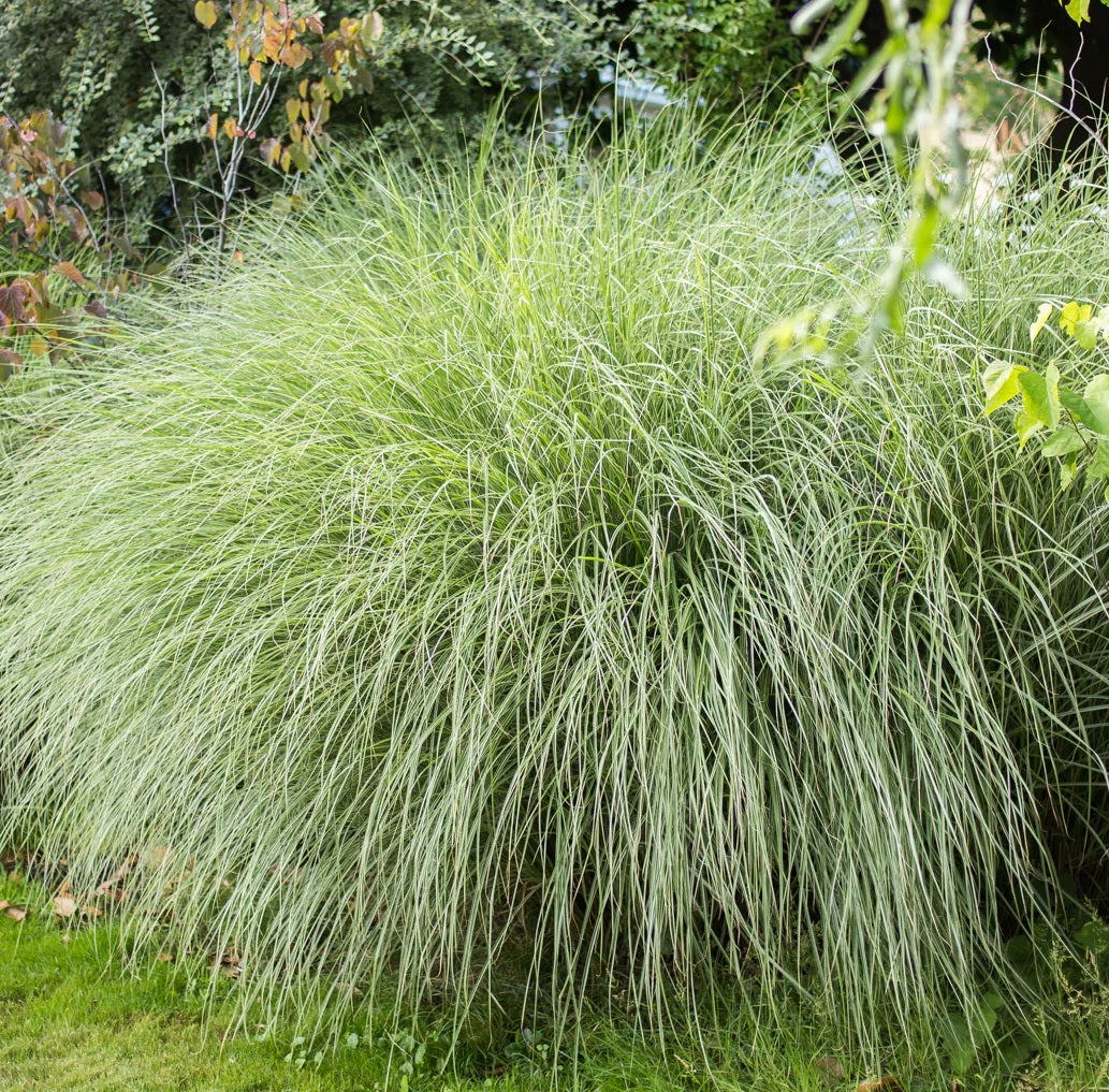 Maiden Grass Morning Light, Miscanthus Sinensis